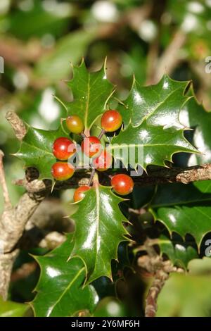 Autunno Regno Unito, Holly Berries maturare Foto Stock