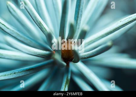 primo piano in abete d'argento, macrofotografia Foto Stock