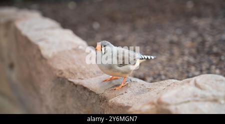 Zebra finch seduto su un muro di pietra, uccello selvatico in natura, Taeniopygia guttata, fauna selvatica indonesiana Foto Stock