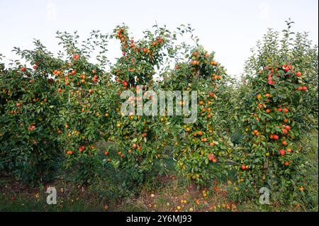 Mele rosse mature che crescono sull'albero, frutti sani sulla platazione, raccolta in estate o in autunno, fattoria agricola, giardino Foto Stock