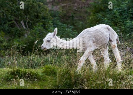 Un alpaca fresco sull'isola di Ven. Mildahns väg, Landskrona kommun, Skåne, Svezia Foto Stock