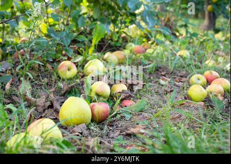 Mele mature cadute sul terreno, frutta sana sulla platazione, raccolta in estate o in autunno, fattoria agricola, giardino Foto Stock