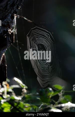 Primo piano della ragnatela del Regno Unito attraverso un ramo di albero, retroilluminato con il sole autunnale del mattino presto. Foto Stock