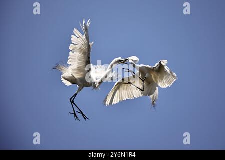 Grandi egrette combattono a mezz'aria in un assalto aereo. Foto Stock