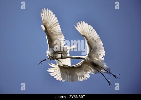 Grandi egrette combattono a mezz'aria in un assalto aereo. Foto Stock