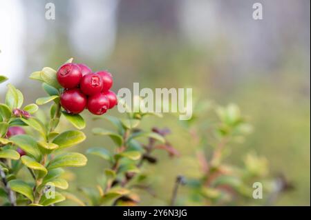 Mirtilli rossi maturi (Vaccinium vitis-idaea), immagine sfocata. Foto Stock