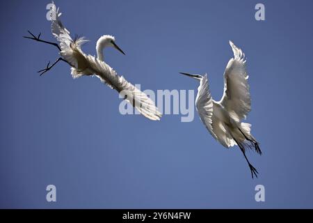 Grandi egrette combattono a mezz'aria in un assalto aereo. Foto Stock