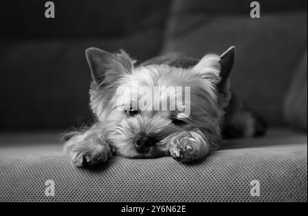 Un carino cane dello Yorkshire Terrier che giace sul divano. Piccolo cucciolo, doggy, lapdog a casa. Razza canina. Animali domestici che riposano al chiuso. Bianco e nero. Foto Stock