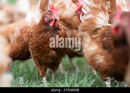 26 settembre 2024, Sassonia, Schönberg: Le galline ovaiole biologiche possono essere avvistate presso l'azienda biologica Weber. L'azienda agricola biologica si è classificata al primo posto nel concorso statale "zootecnia rispettosa degli animali e rispettosa dell'ambiente 2023/2024 in Sassonia" nella categoria allevamento di bovini/suini e pollame. Foto: Sebastian Kahnert/dpa/ZB Foto Stock