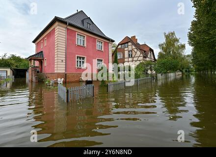 26 settembre 2024, Brandeburgo, Francoforte (Oder): A Buschmühlenweg a Francoforte (Oder), sentieri e giardini sono inondati dalle alte acque del fiume Oder. In alcune comunità della regione delle inondazioni lungo l'Oder, il livello dell'acqua si è ridotto per alcune ore. Alla luce delle previsioni per la città di Francoforte (Oder) più a nord, l'attuale livello massimo dell'acqua dovrebbe essere raggiunto in poche ore. Foto: Patrick Pleul/dpa Foto Stock