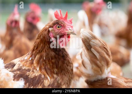 26 settembre 2024, Sassonia, Schönberg: Le galline ovaiole biologiche possono essere avvistate presso l'azienda biologica Weber. L'azienda agricola biologica si è classificata al primo posto nel concorso statale "zootecnia rispettosa degli animali e rispettosa dell'ambiente 2023/2024 in Sassonia" nella categoria allevamento di bovini/suini e pollame. Foto: Sebastian Kahnert/dpa/ZB Foto Stock