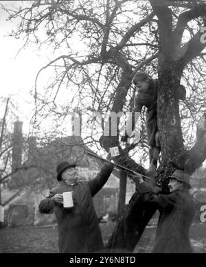 Wassailing a Cullompton, Devon. Henry Blackmore, Batts Farm, Uffculm vicino Cullompton, Devon. Una vecchia usanza di garantire un buon raccolto di mele. 25 febbraio 1923 Foto Stock