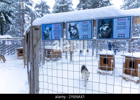 Scandinavia, Lapponia, Finlandia. Husky, cane da slitta Foto Stock