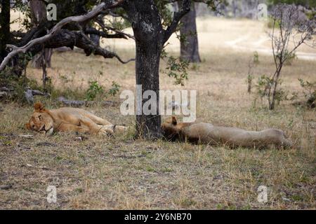 Due leoni si riposano pacificamente sotto un albero nella savana, mostrando il loro habitat naturale e il loro comportamento sereno in natura. Foto Stock