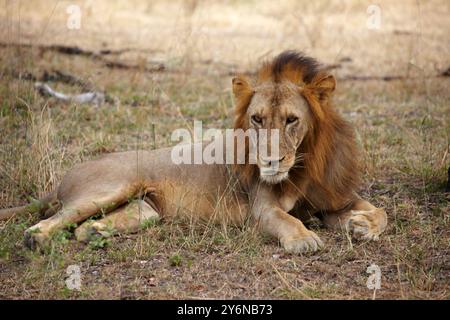 Un potente leone giace tranquillamente nell'erba secca della savana africana, mostrando la sua maestosa presenza e la sua bellezza naturale, incarnando l'essenza del wi-fi Foto Stock