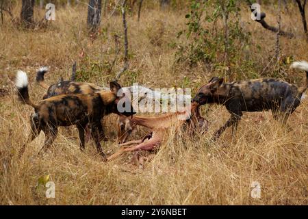 Un gruppo di cani selvatici impegnati in una caccia nella savana africana. L'immagine cattura la natura cruda e gli istinti predatori di questi animali nella loro na Foto Stock
