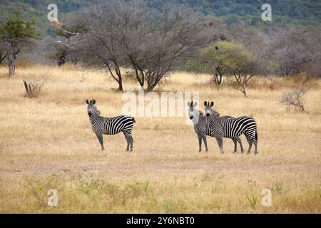 Tre zebre si stagliano insieme nella vasta savana africana, circondata da erba secca e alberi sparsi, mostrando la bellezza e la tranquillità della natura selvaggia Foto Stock