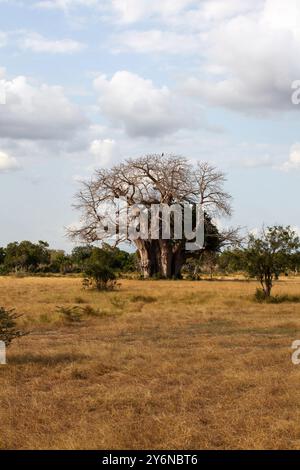 Un baobab solitario si erge alto nel vasto paesaggio della savana. La scena cattura la bellezza serena e la natura selvaggia sotto una S parzialmente nuvolosa Foto Stock