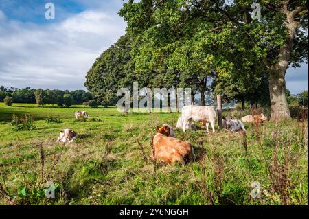 Lungolago dalle zone più vicine della città medievale di Viborg, Danimarca Foto Stock