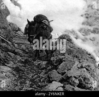 Primi passi nella recente battaglia del fiume Sangro. Un mulo che attraversa un'altezza di montagna. Nella parte posteriore della pista il nastro bianco denota un precipizio sotto alle pattuglie notturne dicembre 1943 ©2004 Topfoto Foto Stock