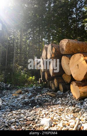 I tronchi di alberi appena tagliati sono accumulati in una foresta, illuminati dalla calda luce del sole che splende attraverso il baldacchino. Foto Stock