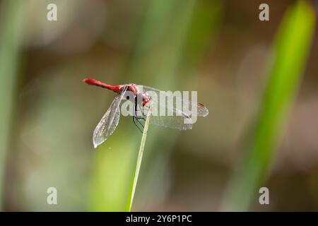 Dragonfly, Ruddy darter (sympetrum sanguineum) Foto Stock