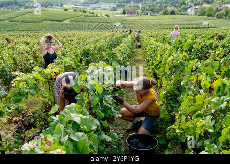 Châtillon-sur-Marne (Francia settentrionale): Vendemmia in un vigneto di Champagne. Lavoratori stagionali che raccolgono uve nelle file di vite Foto Stock