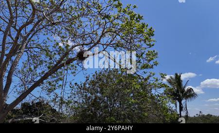 salvador, bahia, brasile - 19 settembre 2024: Nido di uccello è visto in un albero nella città di Salvador. Foto Stock