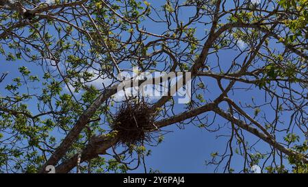 salvador, bahia, brasile - 19 settembre 2024: Nido di uccello è visto in un albero nella città di Salvador. Foto Stock