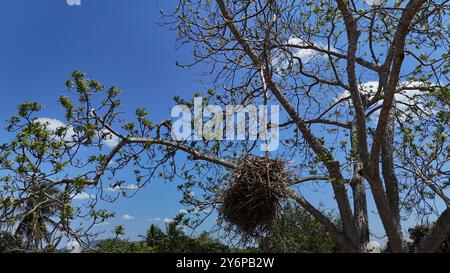 salvador, bahia, brasile - 19 settembre 2024: Nido di uccello è visto in un albero nella città di Salvador. Foto Stock