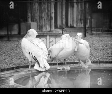 OGGETTO DI CONVERSAZIONE la reazione Pelicana ai pettegolezzi -- in particolare alla varietà che si svolge nell' udito -- è riflessa dal pellicano sulla sinistra in questo gruppo fotografato nello Zoo di Londra . I due compagni di Pelican impegnati in una conversazione seria tra loro , non sono affatto educati sulla questione . Il soggetto della conversazione è probabilmente il campione perturbato sulla sinistra . 28 settembre 1949 Foto Stock