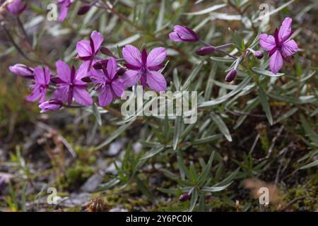 Alpino Willowhile (Chamaenerion fleischeri) (vecchio nome Epilobium fleischeri) Svizzera agosto 2024 Foto Stock