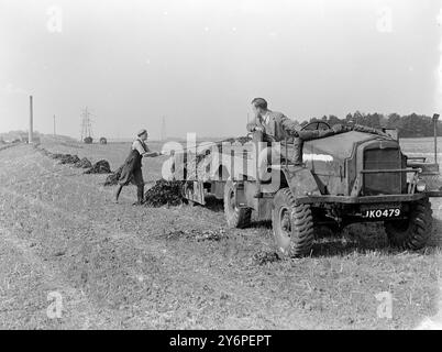 Letame di alghe. 6 ottobre 1947 Foto Stock