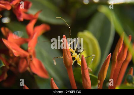 Un insetto giallo è su un fiore rosso. Il fiore è circondato da foglie verdi. La cimice è sul gambo del fiore Foto Stock