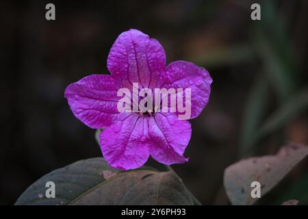 Un fiore viola con sfondo scuro. Il fiore è il fuoco principale dell'immagine. Lo sfondo scuro crea un senso di profondità e contrasto, rendendo Foto Stock