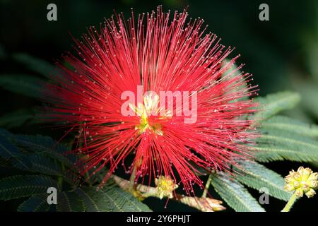 Un fiore rosso con un centro giallo fiorisce su una foglia verde. Il fiore è circondato da un gruppo di petali rossi e lo stelo è sottile e delicato. Foto Stock