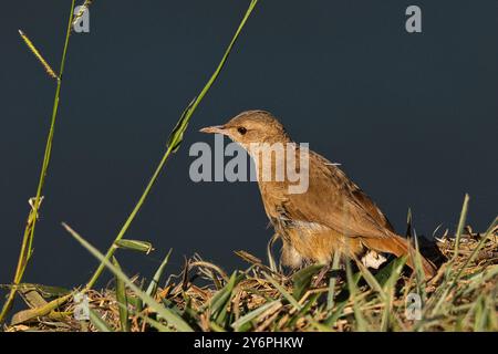 Un piccolo uccello bruno è seduto su un lembo d'erba vicino a un corpo d'acqua. L'uccello sembra guardare in alto qualcosa in lontananza. La scena è pisello Foto Stock