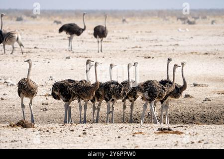 Giovani struzzi (Struthio camelus) si riuniscono in un pozzo d'acqua nel Parco Nazionale di Etosha in Namibia, Africa Foto Stock