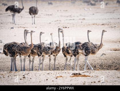 Giovani struzzi (Struthio camelus) si riuniscono in un pozzo d'acqua nel Parco Nazionale di Etosha in Namibia, Africa Foto Stock