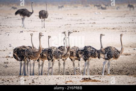 Giovani struzzi (Struthio camelus) si riuniscono in un pozzo d'acqua nel Parco Nazionale di Etosha in Namibia, Africa Foto Stock