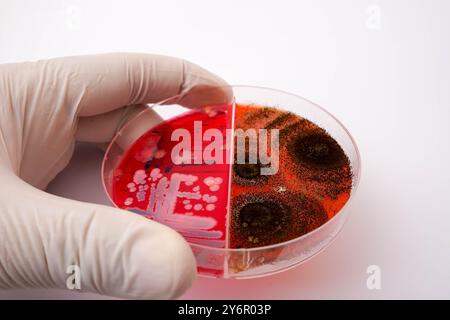 Una mano con guanti che contiene una piastra Petri con colture batteriche e fungine su terreno agar rosso in laboratorio. Foto Stock