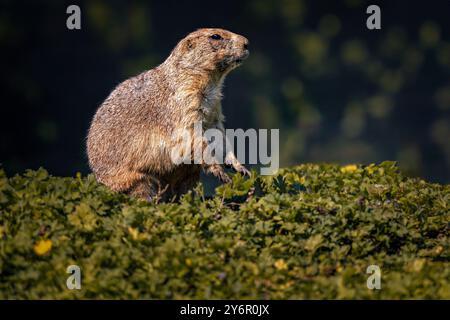 Un primo piano di un maiale sulle zampe posteriori in un lussureggiante campo verde. Foto Stock