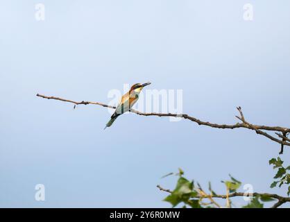 Mangiatore di api europeo, Bienenenfresser, Guêpier d'Europe, Merops apiaster, gyurgyalag, méhészmadár, Hortobágy, Ungheria, Magyarország, Europa Foto Stock