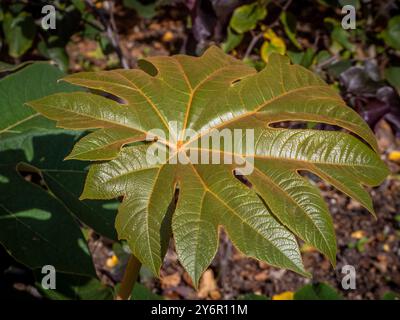 Primo piano di una foglia di papiro Tetrapanax che cresce in un giardino del Regno Unito. Foto Stock