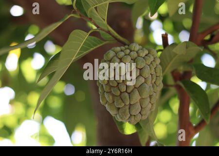 Una mela da zucchero che matura su un albero in estate. Foto Stock