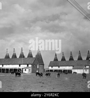 VISTA FILA DI CASE CON MUCCHE PASCOLANO IN PRIMO PIANO PADDOCK WOOD, KENT; 11 GIUGNO 1962 Foto Stock