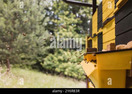 Ingresso all'alveare con un pontile di atterraggio, api di miele in arrivo e in partenza, decollo e atterraggio Foto Stock