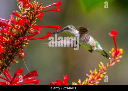 Femmina Hummingbird dalla gola rubina che raccoglie nettare da un Fire Spike Foto Stock