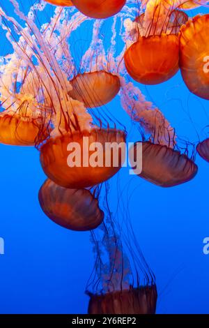 Gruppo di meduse del Pacific Sea Nettle, Chrysaora fuscescens, nuoto in gruppo presso il Monterey Bay, Aquarium, California, USA Foto Stock