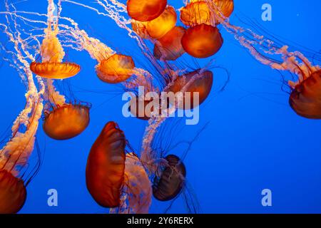 Gruppo di meduse del Pacific Sea Nettle, Chrysaora fuscescens, nuoto in gruppo presso il Monterey Bay, Aquarium, California, USA Foto Stock